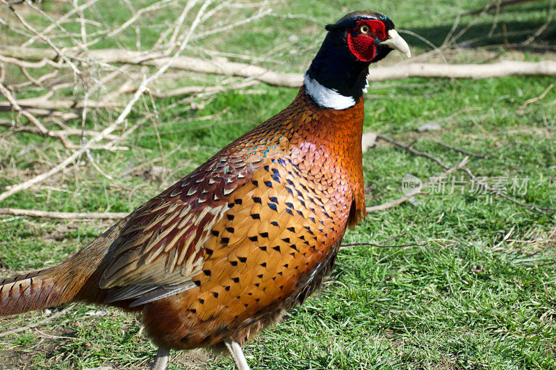 雄性野鸟(Phasianus Colchicus)